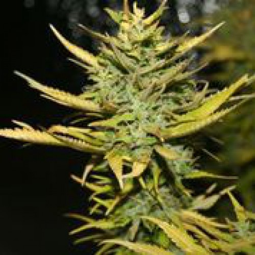 An image of G13 Hashplant