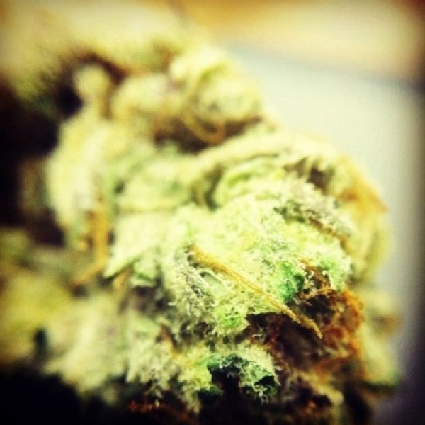 An image of Tropical OG