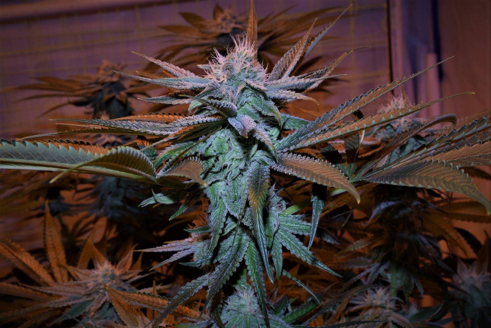 An image of Finnish Frost