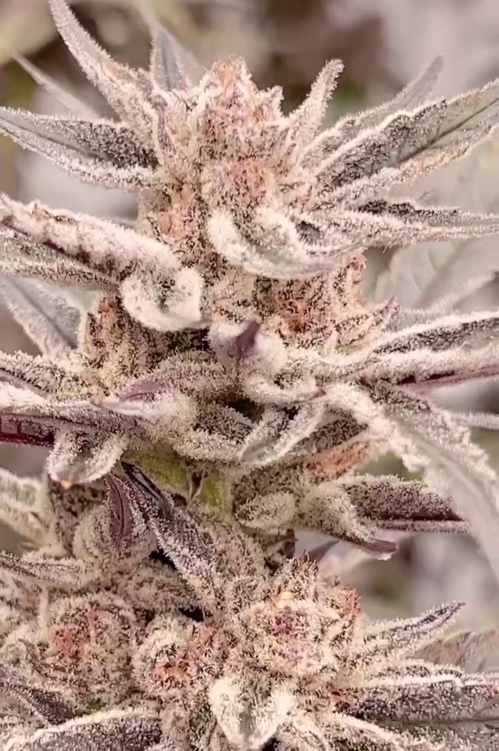An image of Hash Dragon