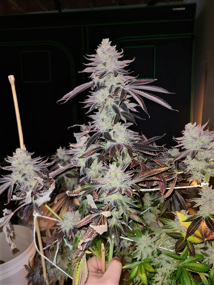 An image of Headstrong