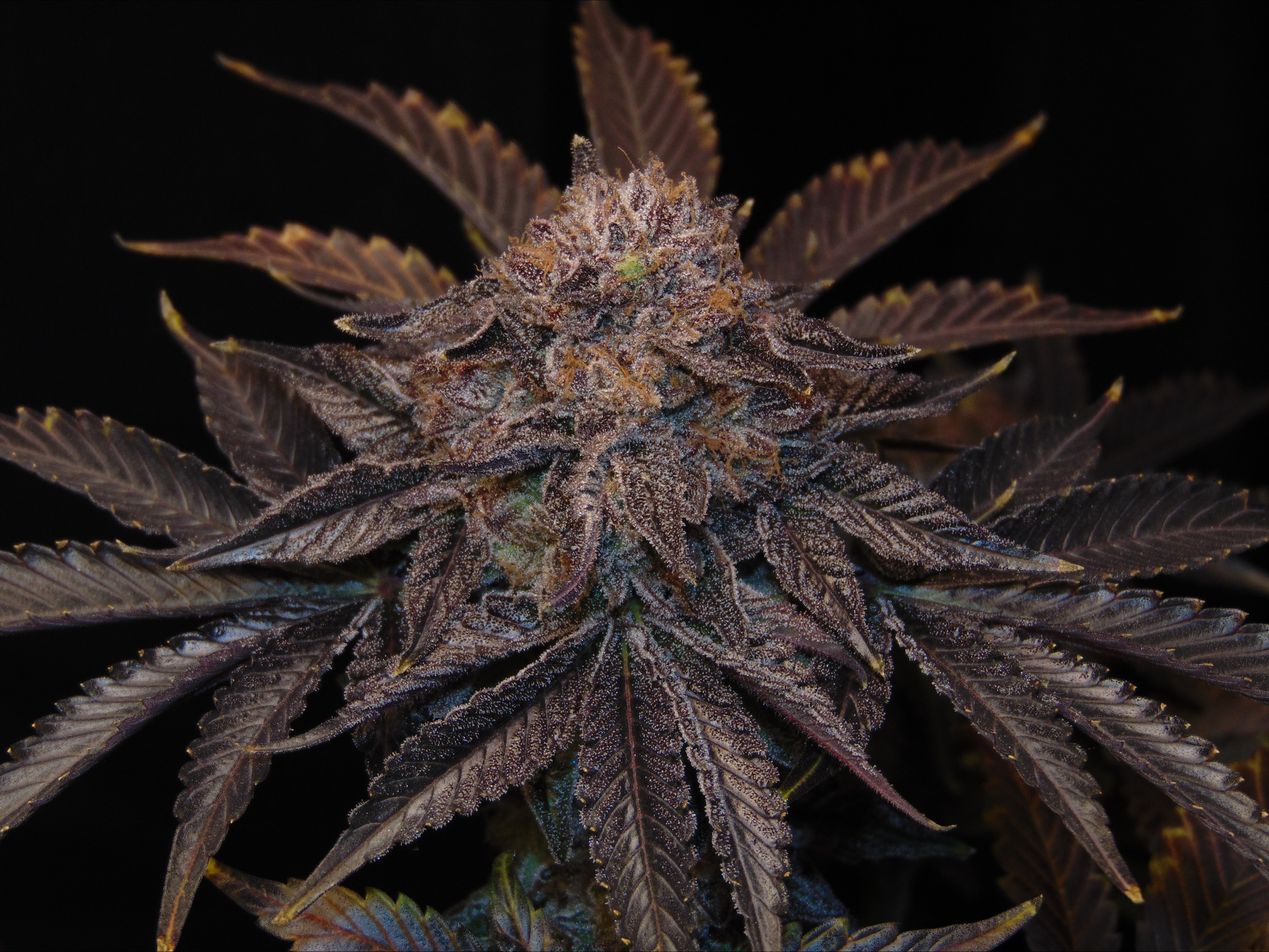 An image of Nebulis Kush