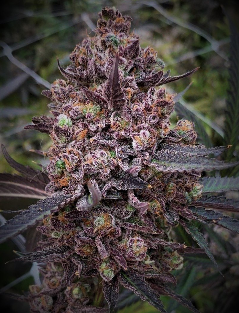 An image of Raspberry Beret
