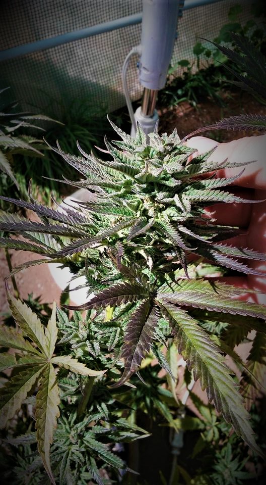 An image of Warrior Kush