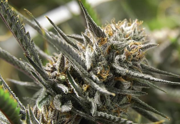 An image of A1 Kush Pie