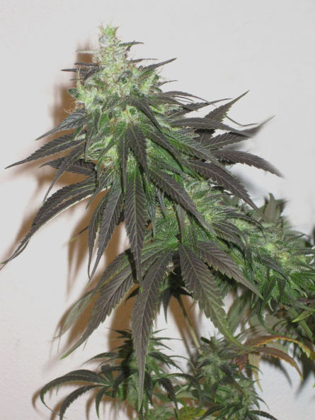 An image of NYCD Domina