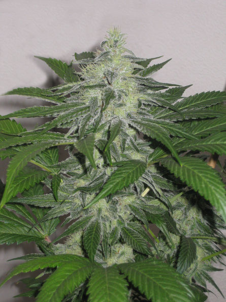 An image of Smokework Orange