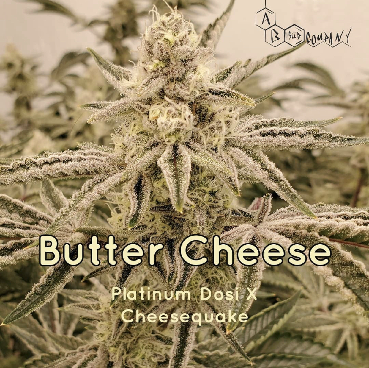 An image of Butter Cheese