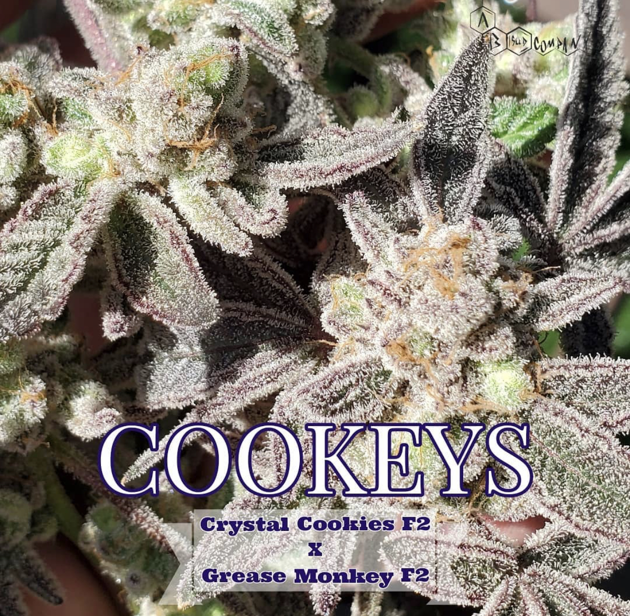 An image of Cookeys