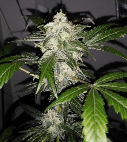 An image of Bubba Kush x Nepal Jam