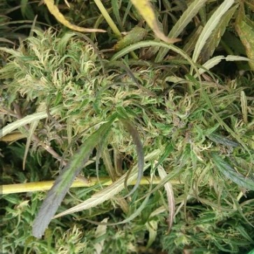An image of Burma Myanmar Sativa