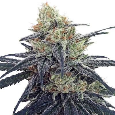 An image of CBD #1