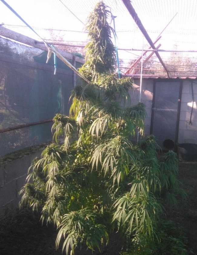 An image of Green Haze 19 A5
