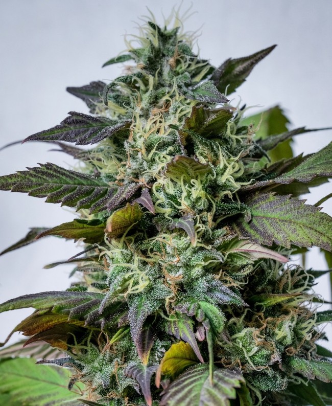 An image of HashPlant Haze x Kali China