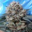 An image of Nepal Jam x Kali China
