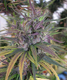 An image of Oldtimer's Haze