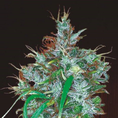 An image of Panama Haze