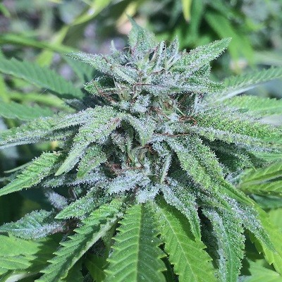 An image of Panama x Bangi Haze