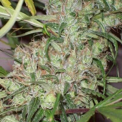 An image of Pineapple Banana Bud
