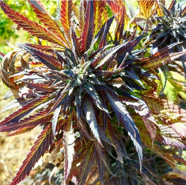An image of Purple Dasht
