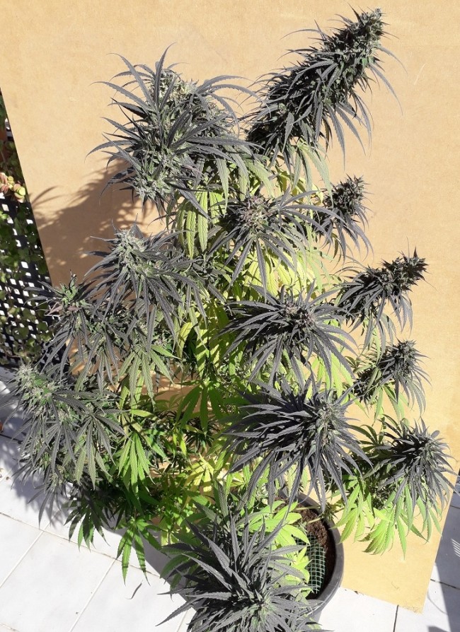 An image of Purple Haze 23 A5