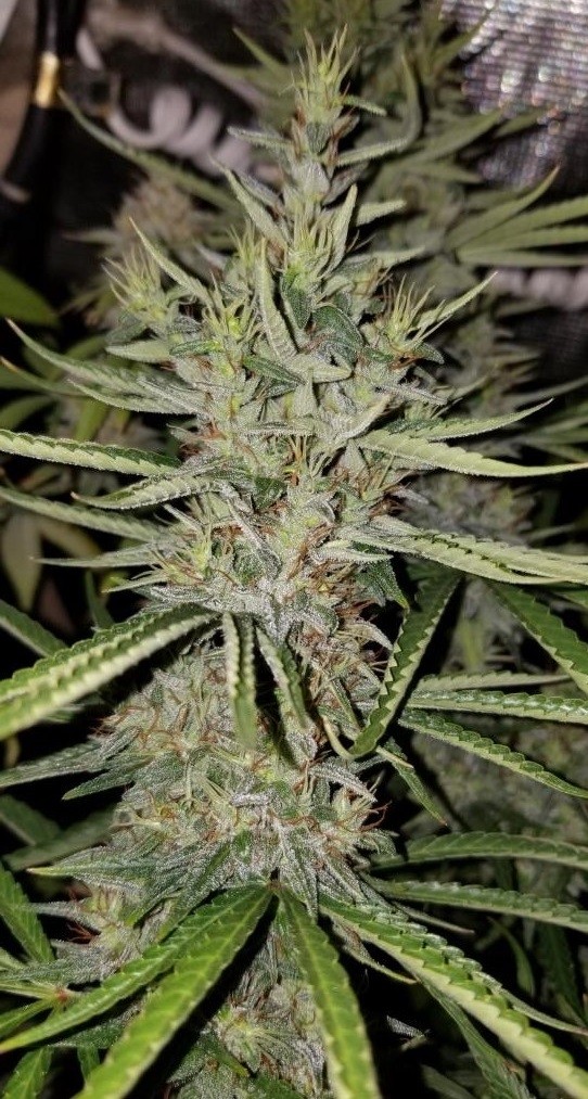 An image of Thai x Panama
