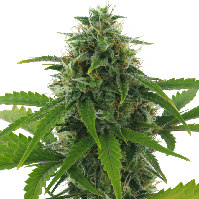 An image of Fast Haze