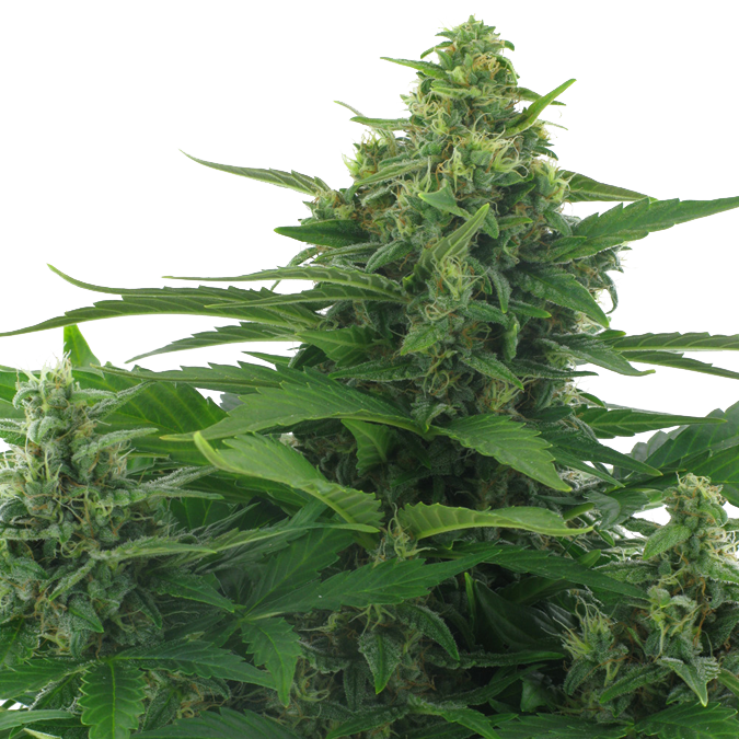 An image of Flying Skunk