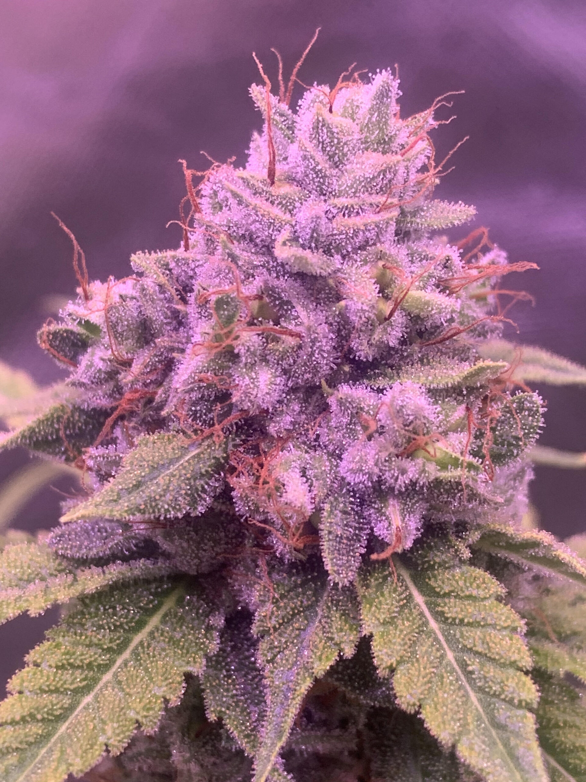 An image of M10 X Purest Indica