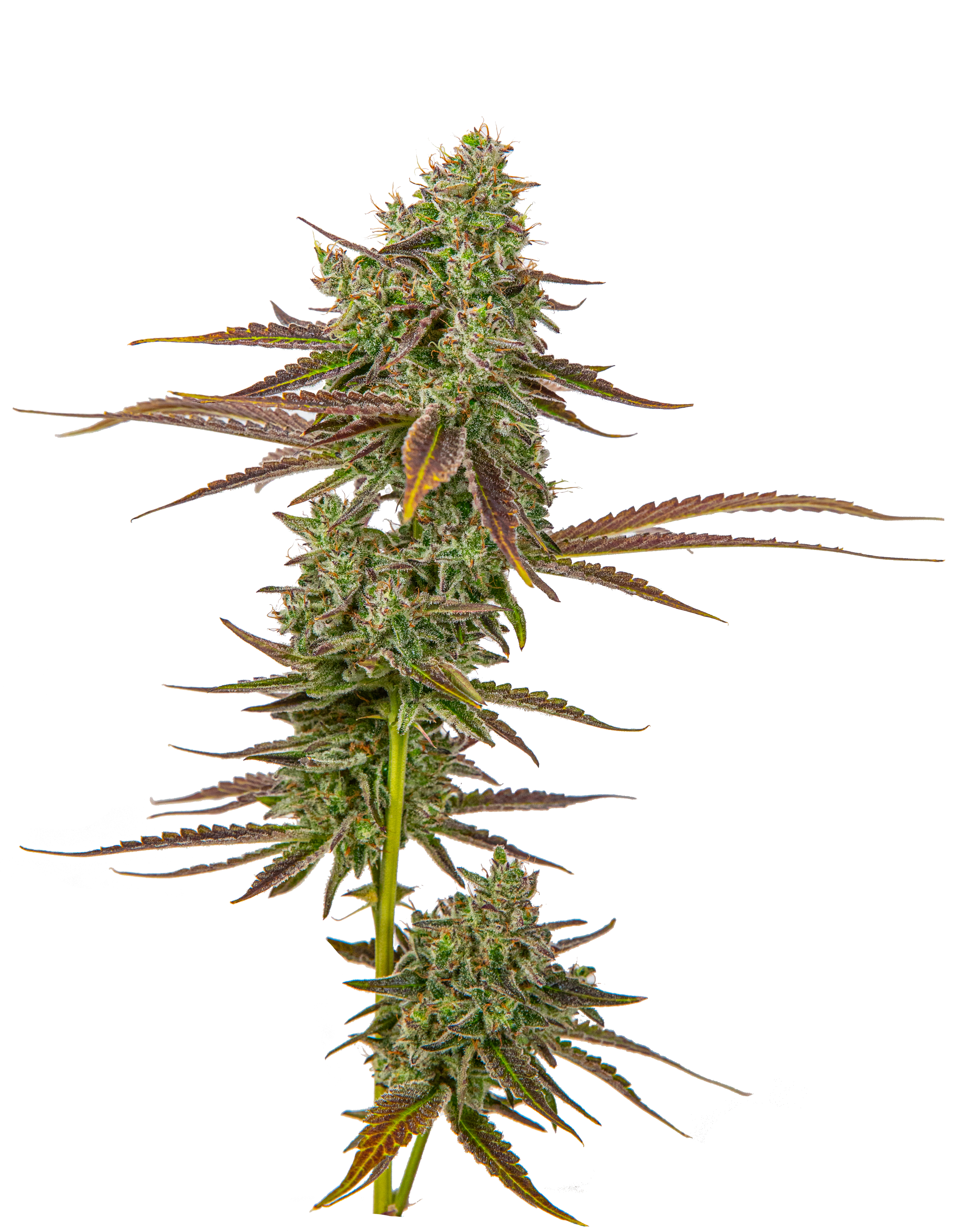 An image of Lilac Breath