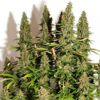 An image of Haze #1