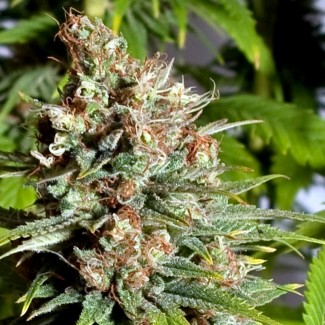 An image of Master Kush