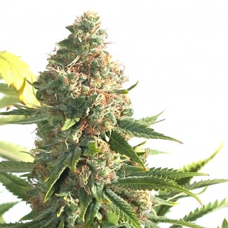 An image of Skunk