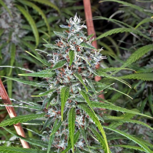 An image of White Widow