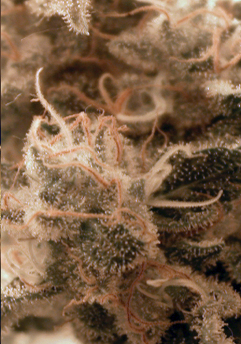 An image of Rittus Haze