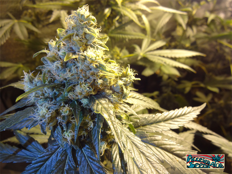 An image of Valley Kush 1.0