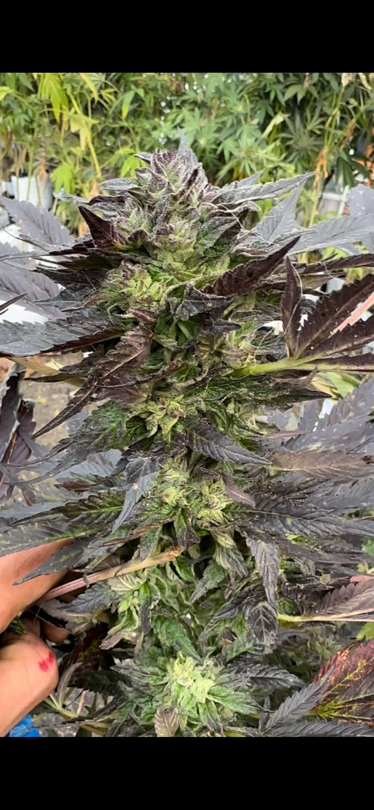An image of Apple Fritter x Banana Sundae
