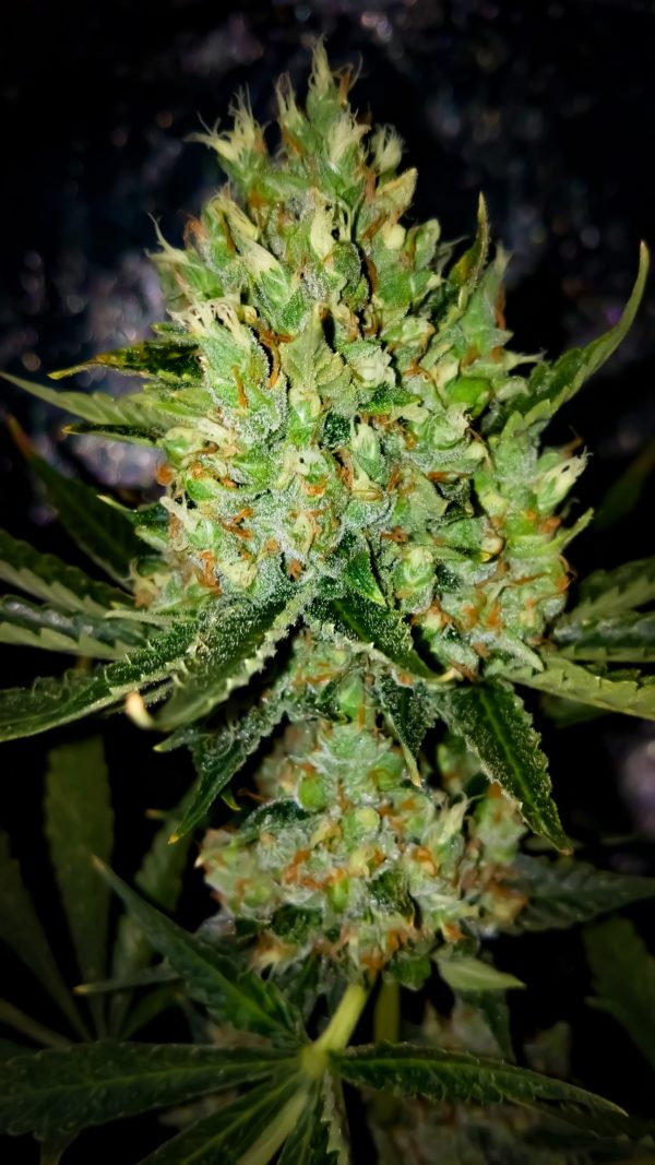 An image of Auto White OG