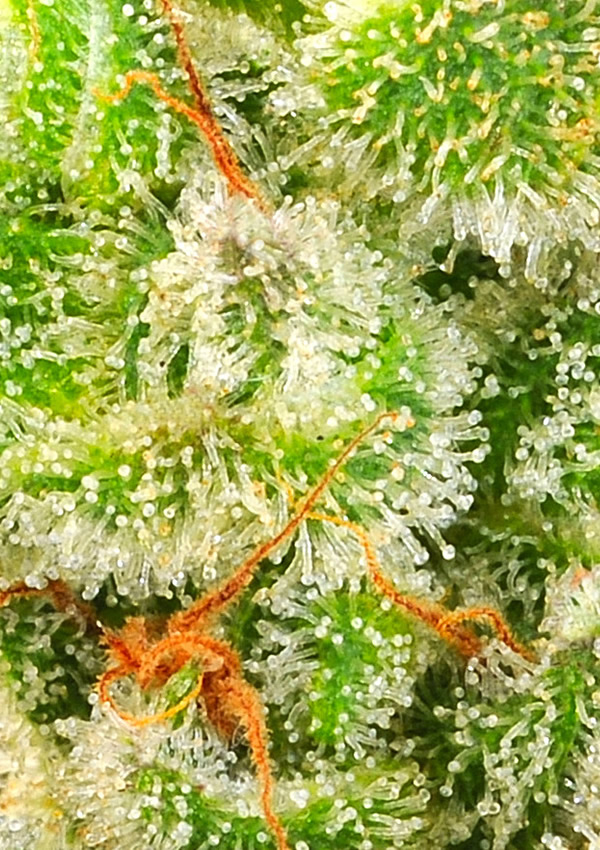 An image of Afghan Skunk