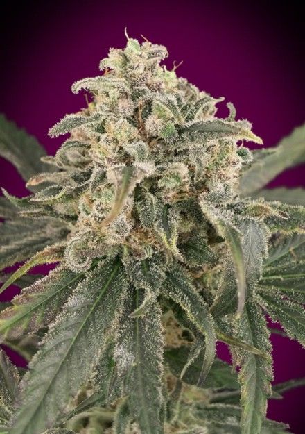 An image of Auto Amnesia XXL
