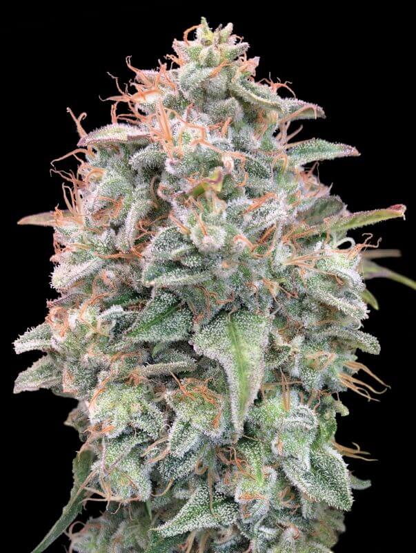 An image of Auto Banana Cookies
