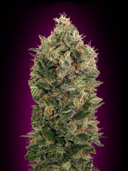 An image of Auto Black Diesel