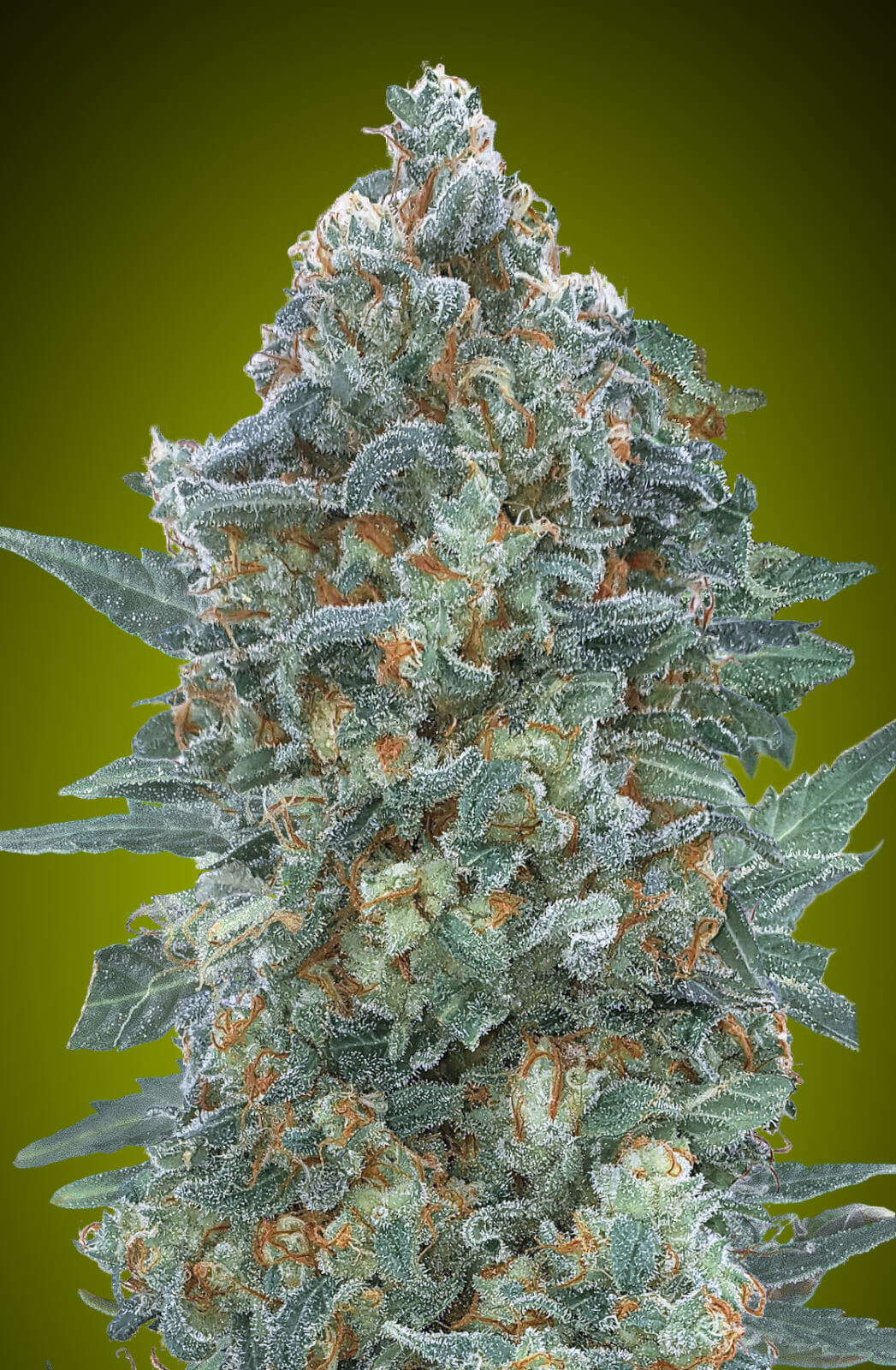 An image of Auto Critical Lemon CBD