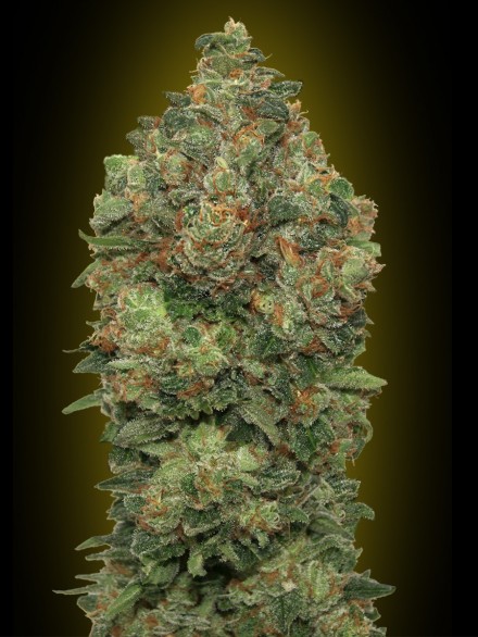 An image of Auto Critical Soma