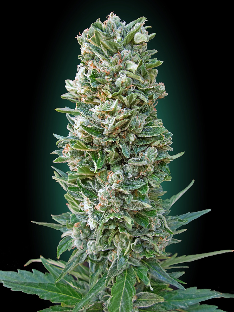 An image of Auto Heavy Bud
