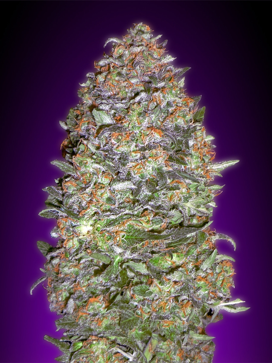 An image of Auto NYC Diesel