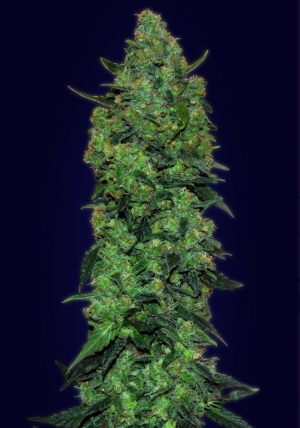 An image of Auto Skunk Mass