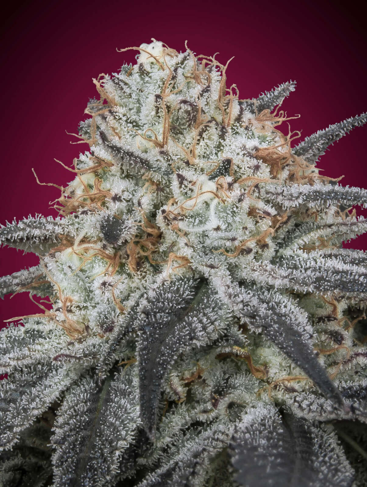An image of Auto Slurricane