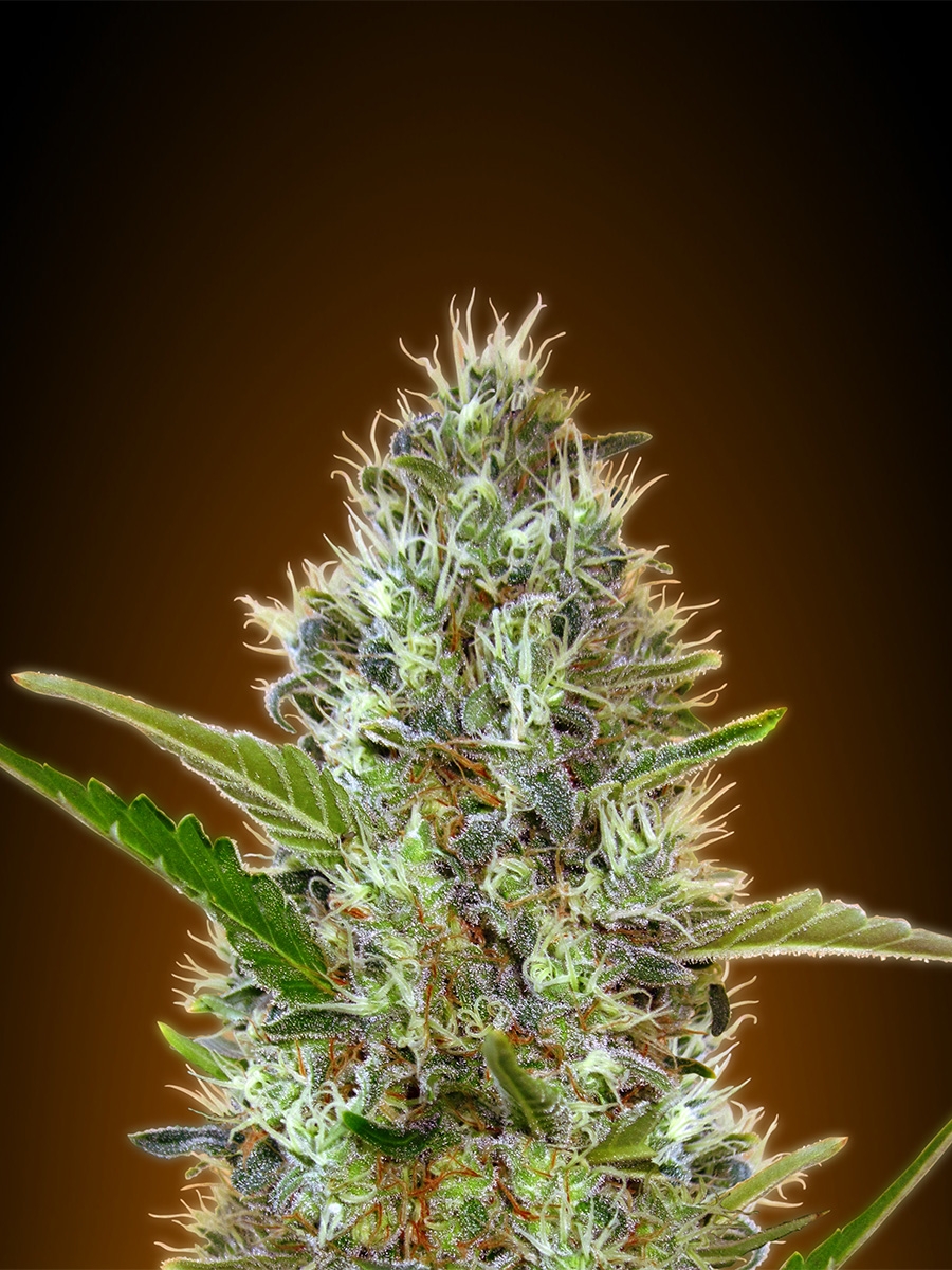 An image of Auto Somango