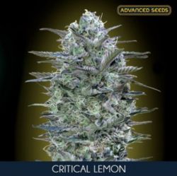 An image of Critical Lemon